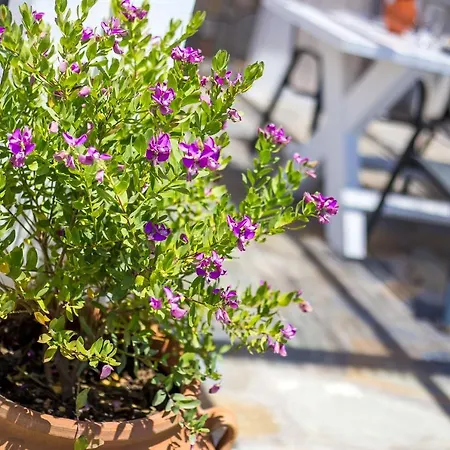 La Casa Del * Калитиес